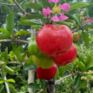 Barbados Cherry