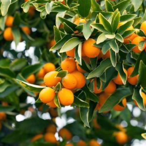 Kumquat