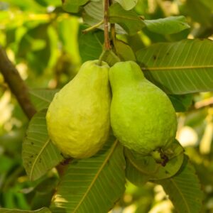Guava